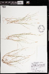 Carex gynocrates image