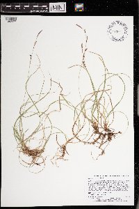 Carex richardsonii image