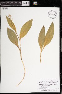 Maianthemum trifolium image