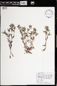 Houstonia longifolia image