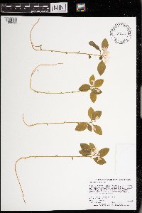 Polygaloides paucifolia image