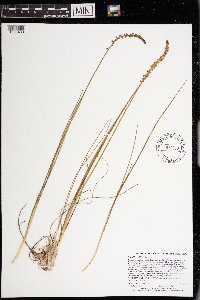 Triglochin maritima image