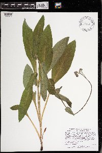 Cynoglossum virginianum var. boreale image