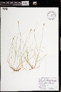 Carex gynocrates image