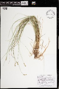 Carex interior image