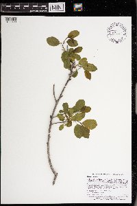 Frangula alnus image