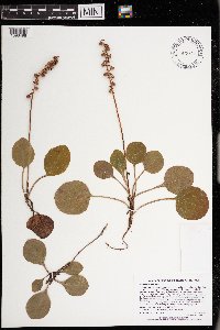 Pyrola americana image