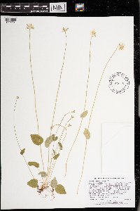 Parnassia palustris image