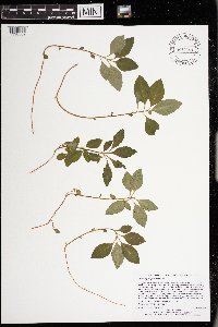 Polygaloides paucifolia image
