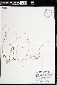 Campanula aparinoides var. grandiflora image