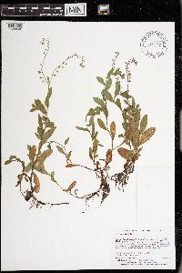 thumbnail image of current specimen