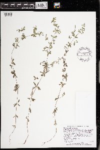 Galium tinctorium image