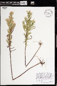 Symphyotrichum lanceolatum var. lanceolatum image