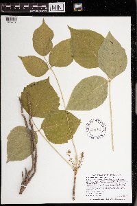 Toxicodendron rydbergii image