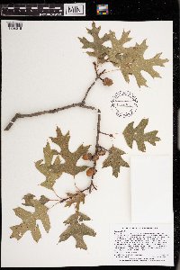 Quercus rubra image