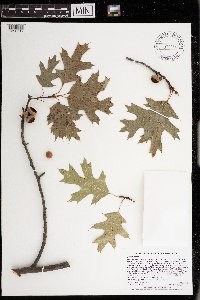 Quercus rubra image