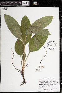 Cynoglossum virginianum var. boreale image