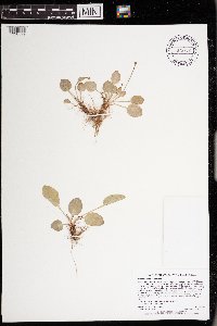 Parnassia glauca image