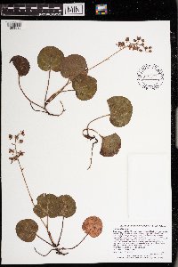 Pyrola asarifolia image