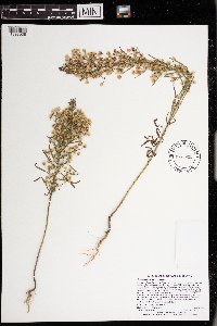 Conyza canadensis image