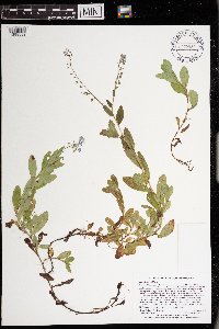 Myosotis scorpioides image