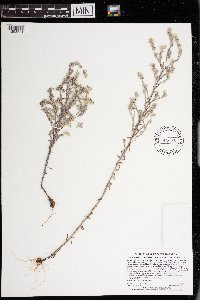 Logfia arvensis image