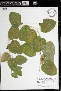 Smilax lasioneura image