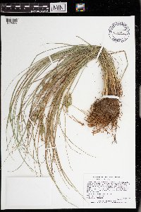Carex lenticularis image