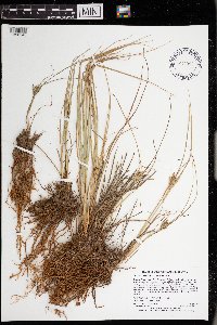 Carex lenticularis image