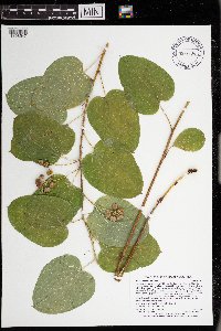 Smilax lasioneura image