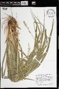 Carex sparganioides image