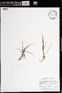 Isoetes echinospora image