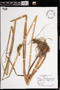 Acorus americanus image