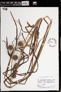 Sparganium eurycarpum image