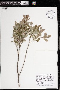 Salix pedicellaris image