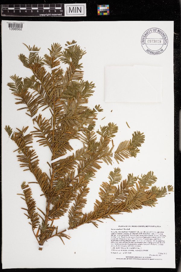 Taxus canadensis image
