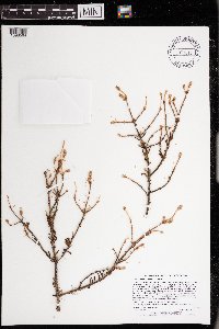 Arceuthobium pusillum image