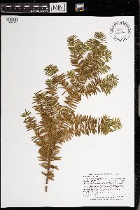 Taxus canadensis image