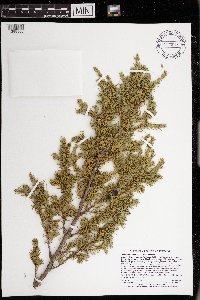 Juniperus communis image