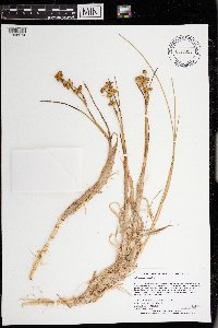 Scheuchzeria palustris image