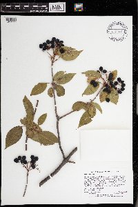 Viburnum lentago image