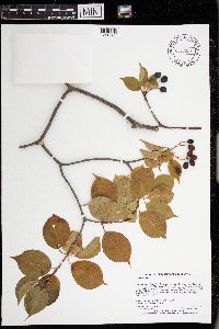 Viburnum lentago image