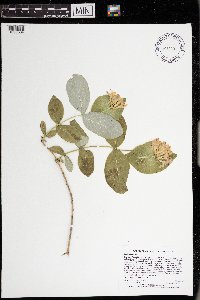 Lonicera dioica image