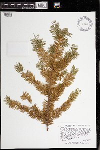Taxus canadensis image