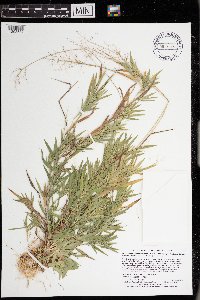 Dichanthelium acuminatum image