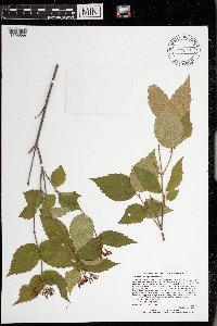 Viburnum rafinesquianum image