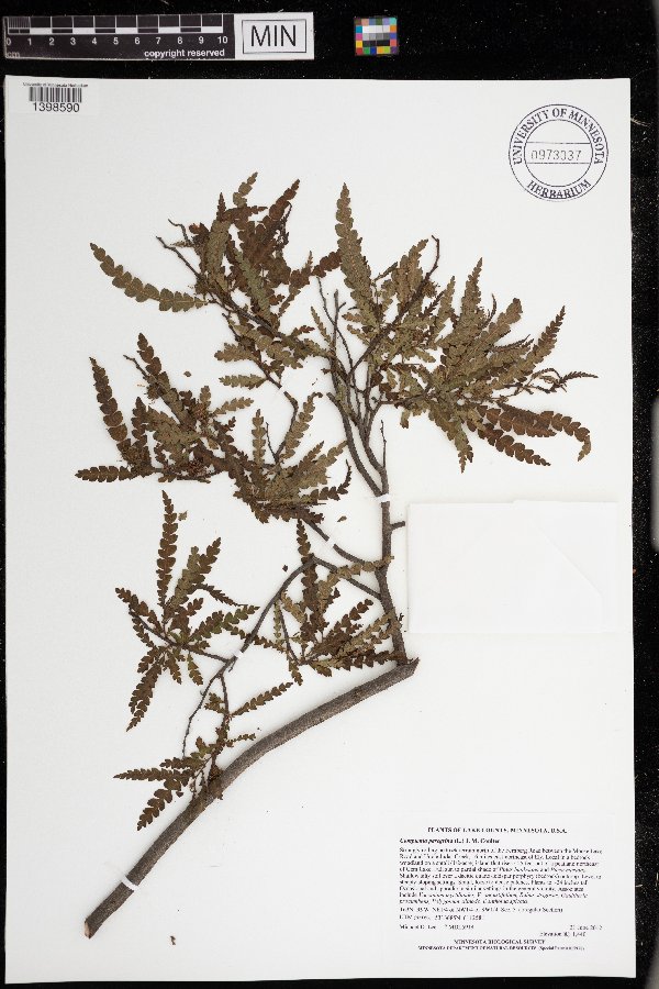 Comptonia peregrina image