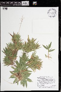 Dichanthelium acuminatum image