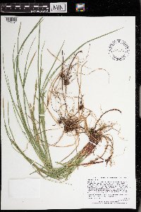 Carex woodii image