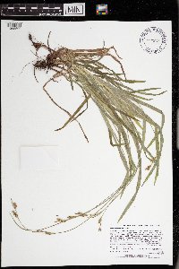 Carex hirtifolia image